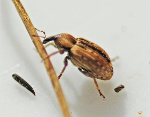 Réf. 319 590 : Hypera postica